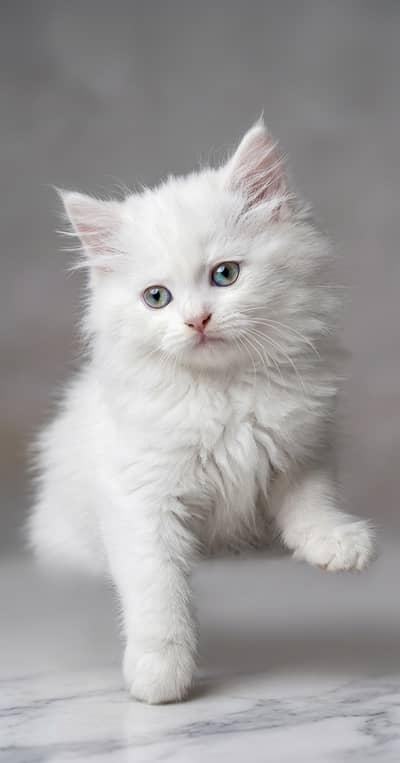 White cat chik white colour blue eyes triple coated