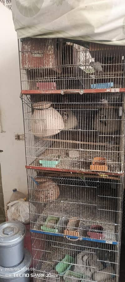 birds setup for sale