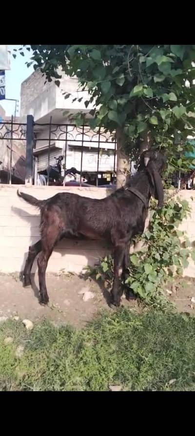 breder bucha quality