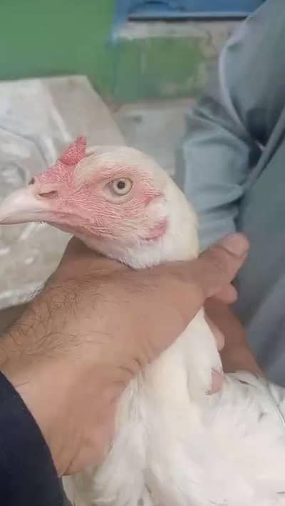 Aseel Heera Murgi/Murghi