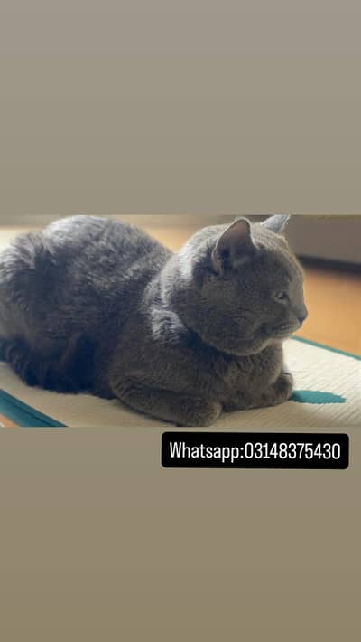 British Short Hair Available For Stud Service