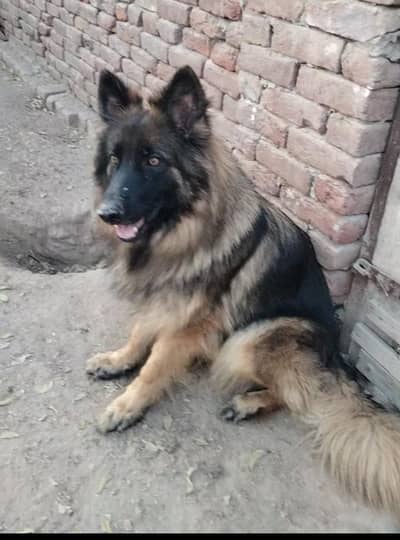 German shepherd Female