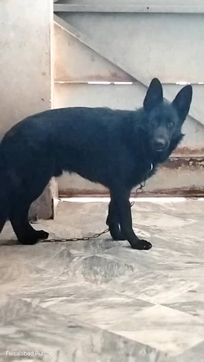 Garman shaft stock cort pkc padigree