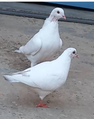 fancy Kabootar for sale