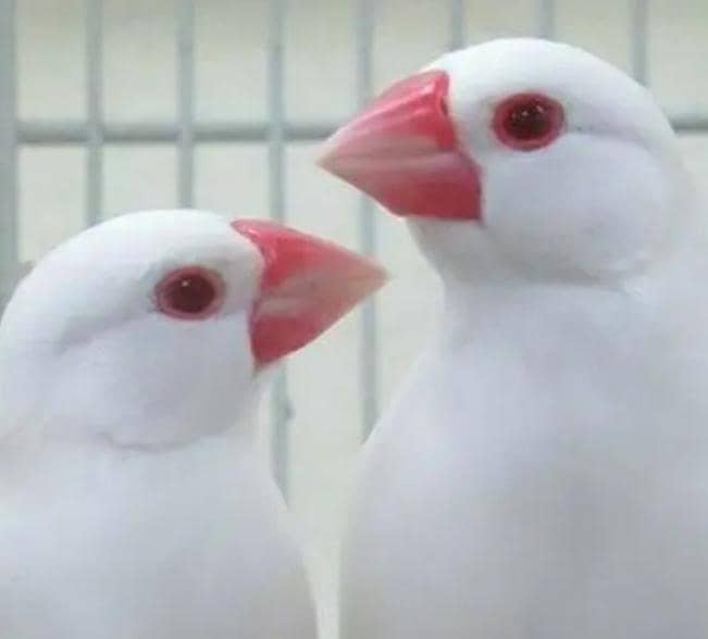 Albino Red eye java 0