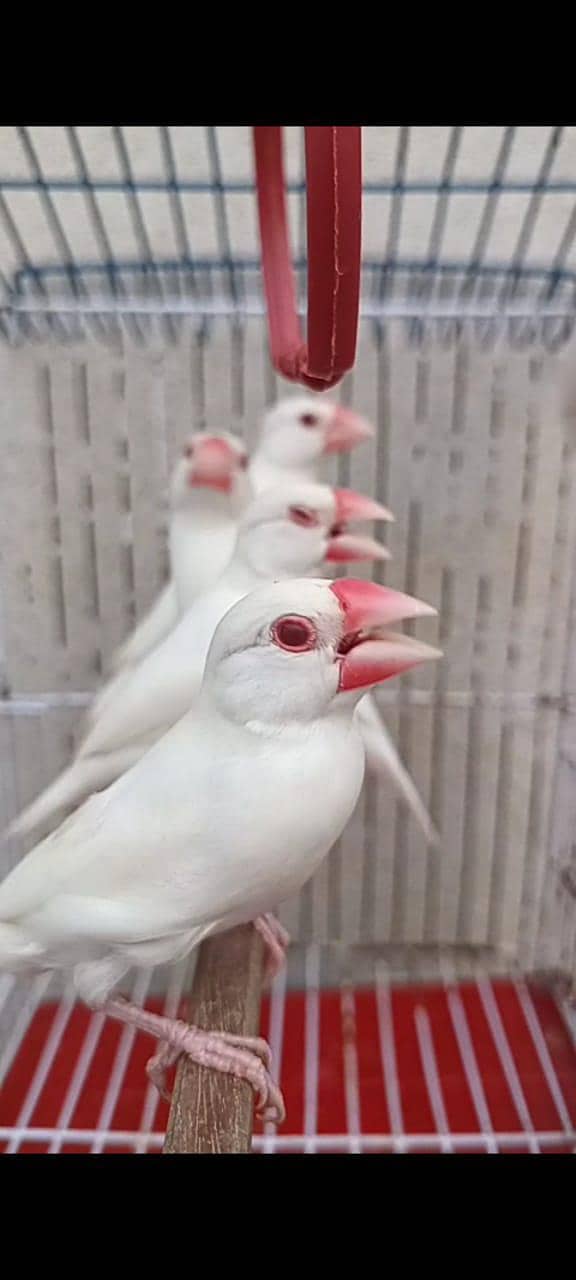 Albino Red eye java 1