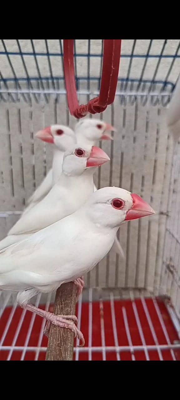 Albino Red eye java 2