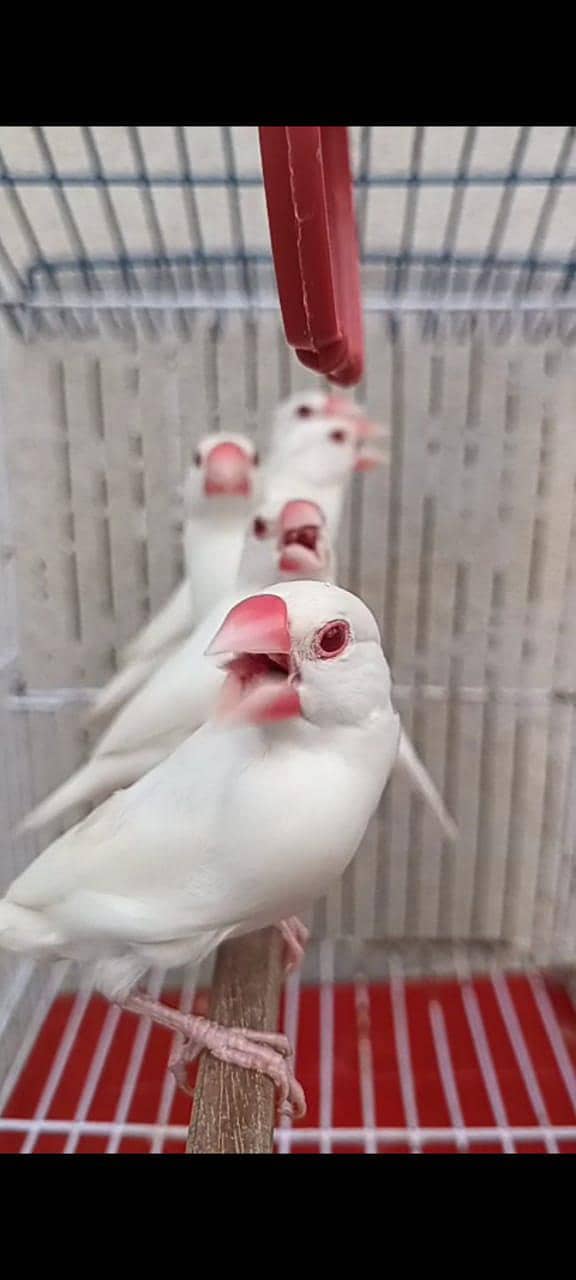 Albino Red eye java 3