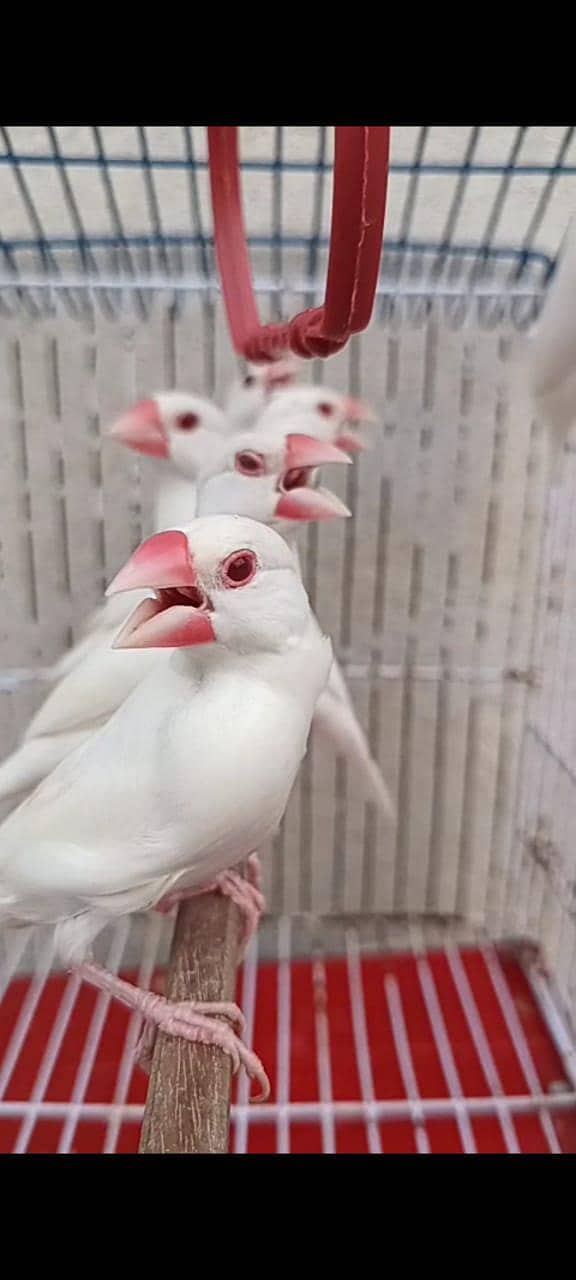 Albino Red eye java 4