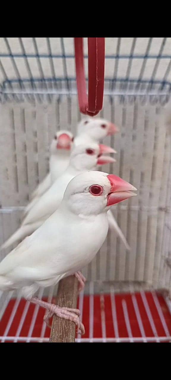 Albino Red eye java 5