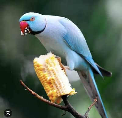 Blue Chiks pair. Rs. 03035388404