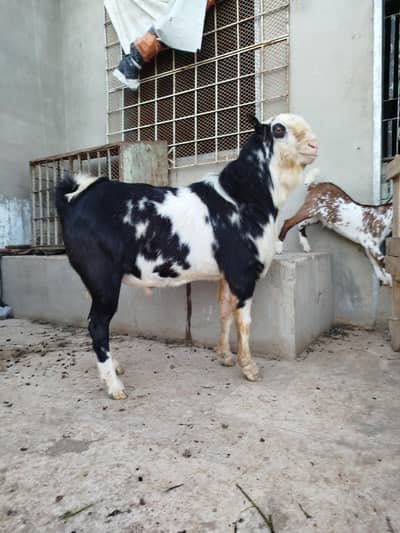 Top class Teddy breader