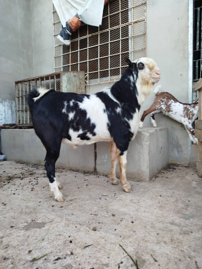 Top class Teddy breader 0