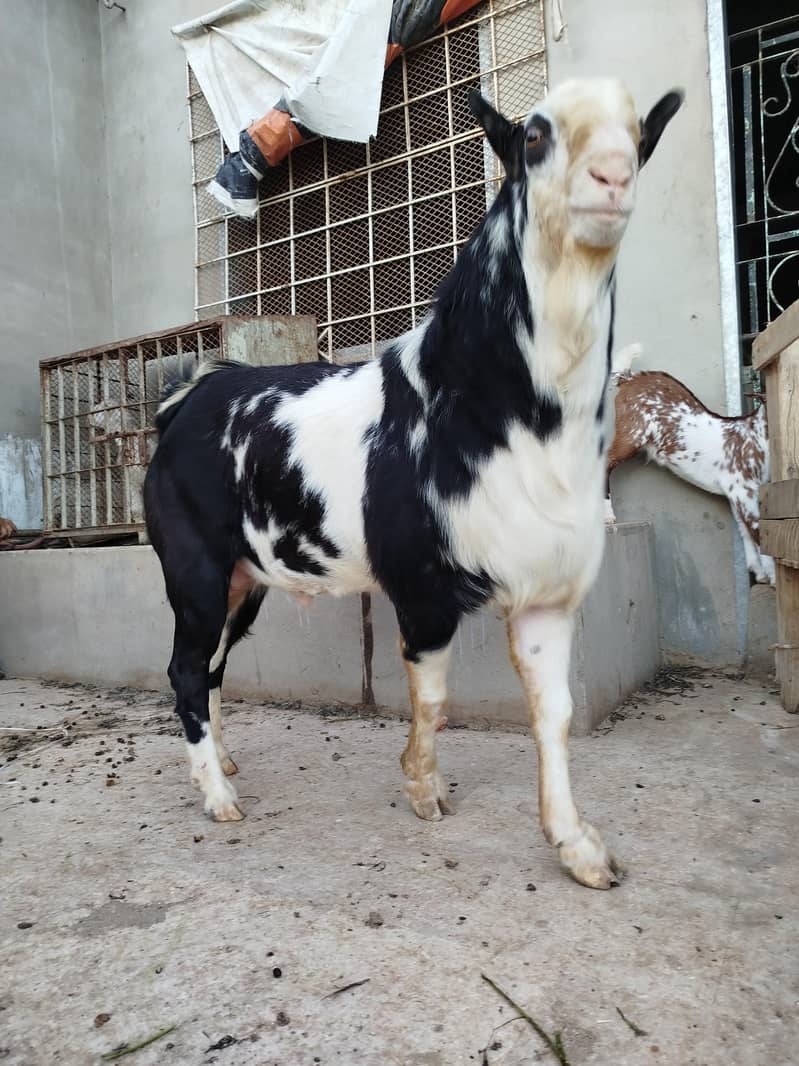 Top class Teddy breader 1