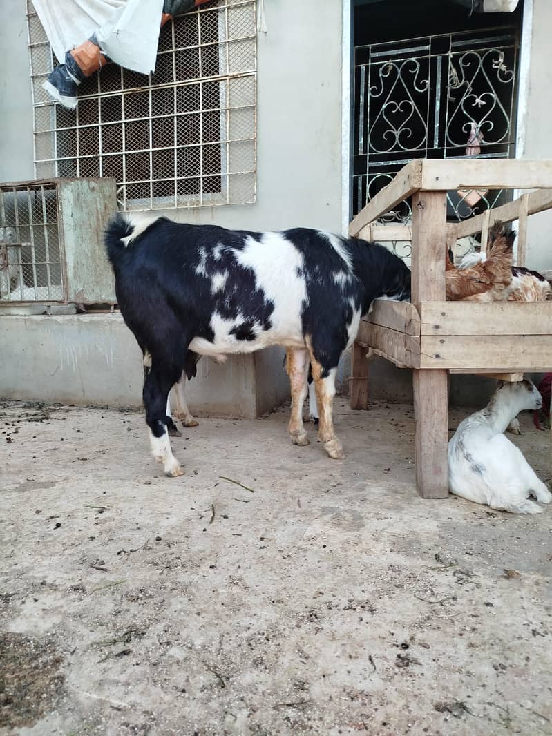 Top class Teddy breader 2