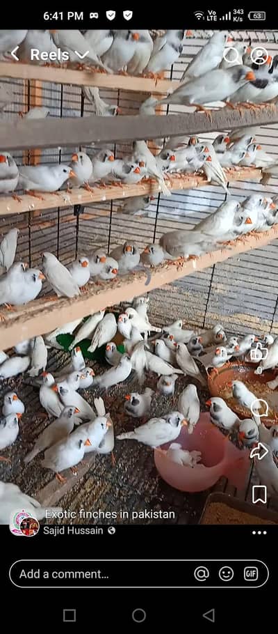 white zebra finch breeder pairs