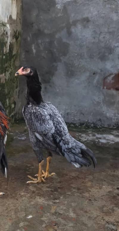 salati murgi. . . chiks