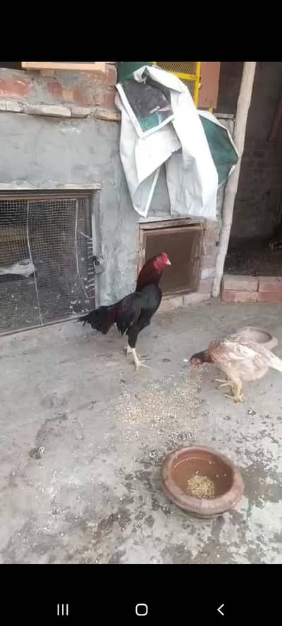 pure mianwale best qualty