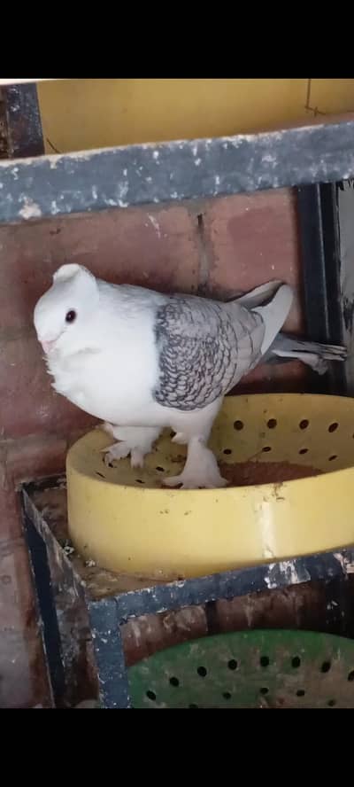 common cherry sentient breeder female available in A+ quality