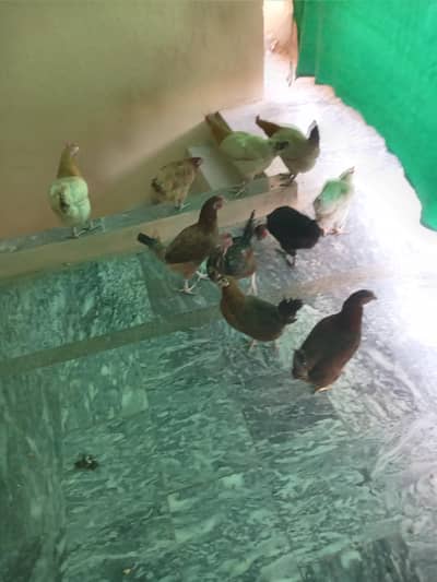 11 Golden hens for sale