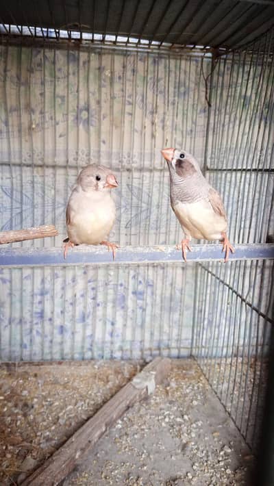 Finches available in good sizes