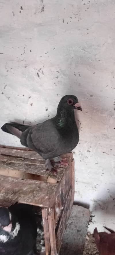 fancy pigeon