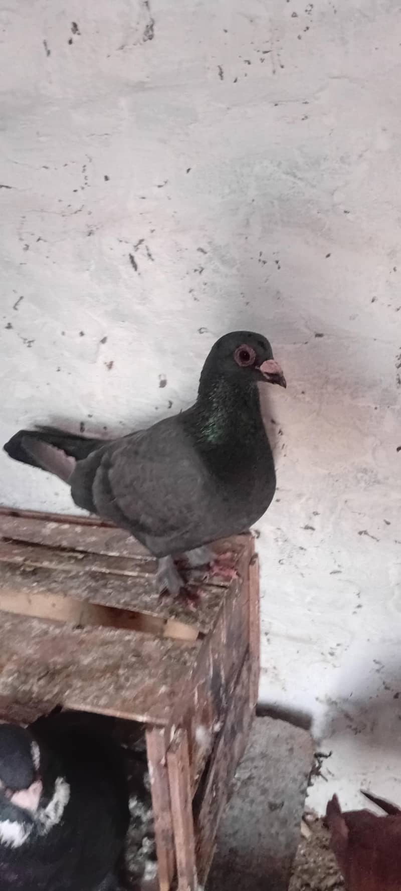 fancy pigeon 0