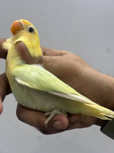 Parblue Dilute Opaline & Violet Parblue Opaline/PF