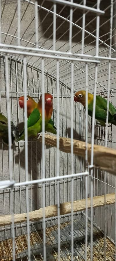 Pair of Love Birds for Sale