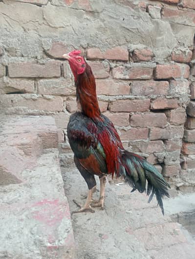 Aseel Murga | Breeder Aseel Murga