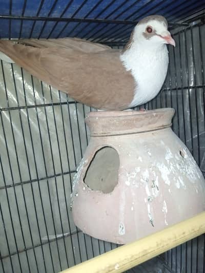 sherazi male for sale