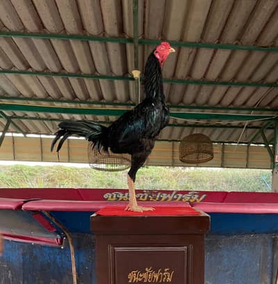 thai panus chicks   thai trat pakoye