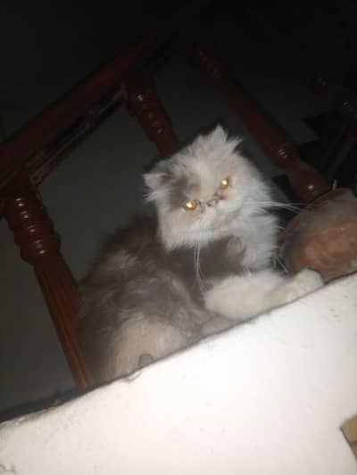 Persian Cat