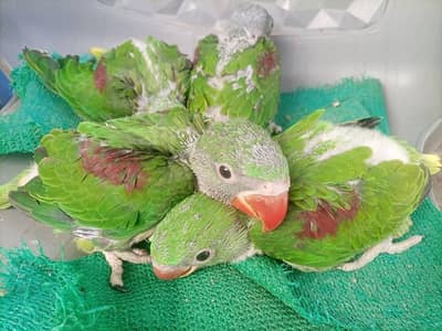 raw parrot chicks