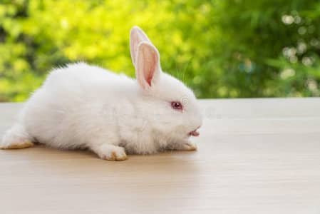 12 Rabbit  baby  3 month
