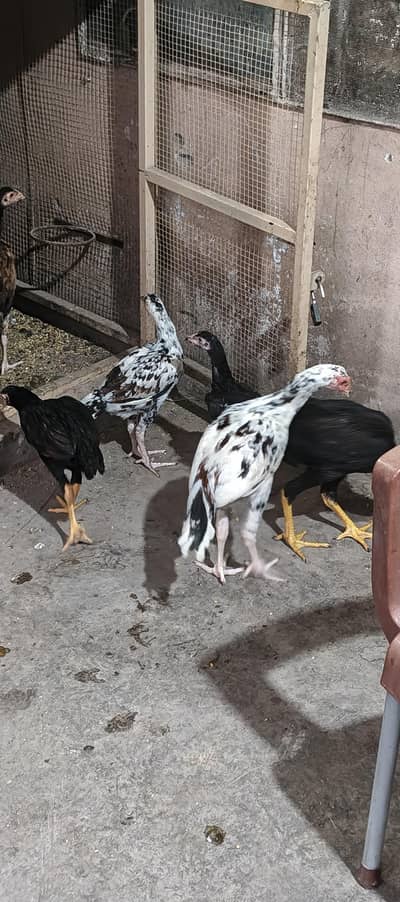 good qualti price single piece