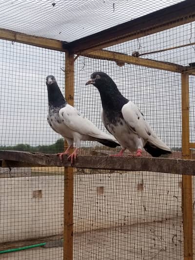 Teddy pigeon for sale