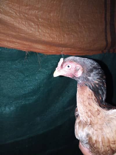 Aseel murgi for sale and exchange pasible with aseel patha