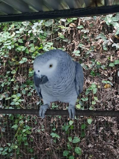 African gray parrot