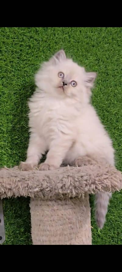 pure persian cats vaccinated triple coated WhatsApp 03316360929