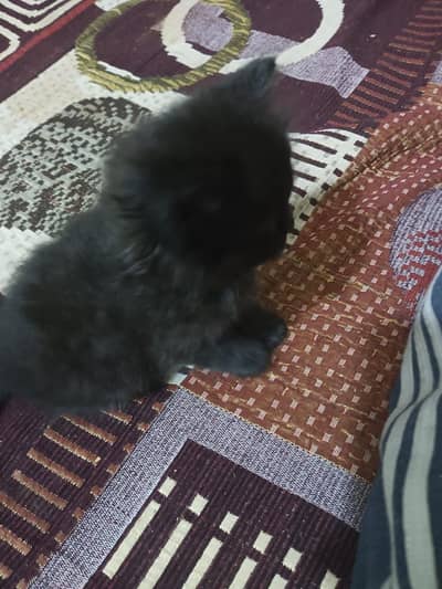 Persian double coated cat