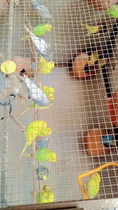 All parrots for sale