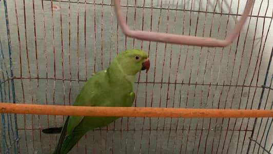 Green Parrot (Rose Ringed Parakeet) – Healthy & Active