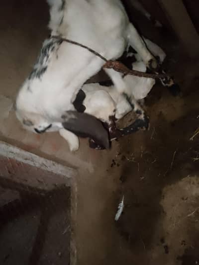 bakri ha or sath male bucha ha 2027 ki qorbani k liy tofa ha