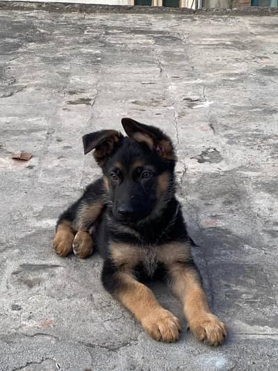 German Shepherd male puppy. Healthy and Active. Contact 03215695613