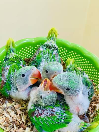 raw parrot chicks