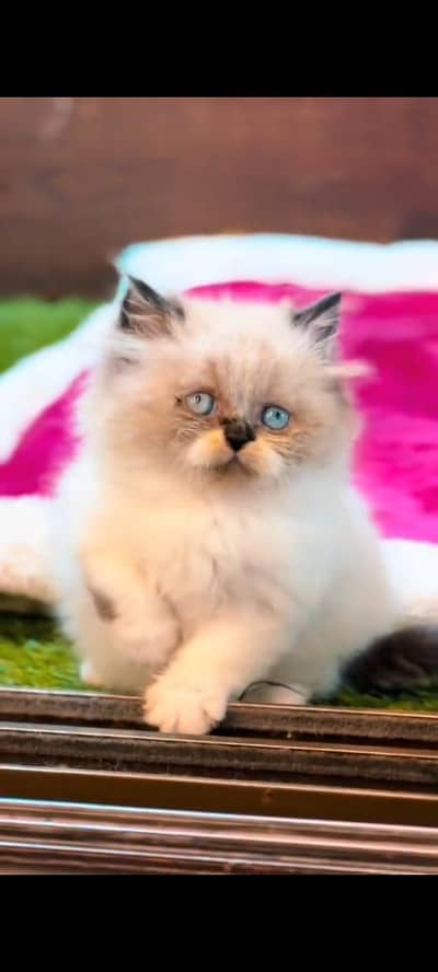 pure persian cats vaccinated triple coated WhatsApp 03316360929