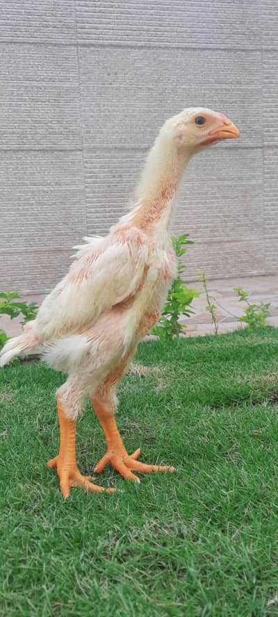 White O Shamo Chikes