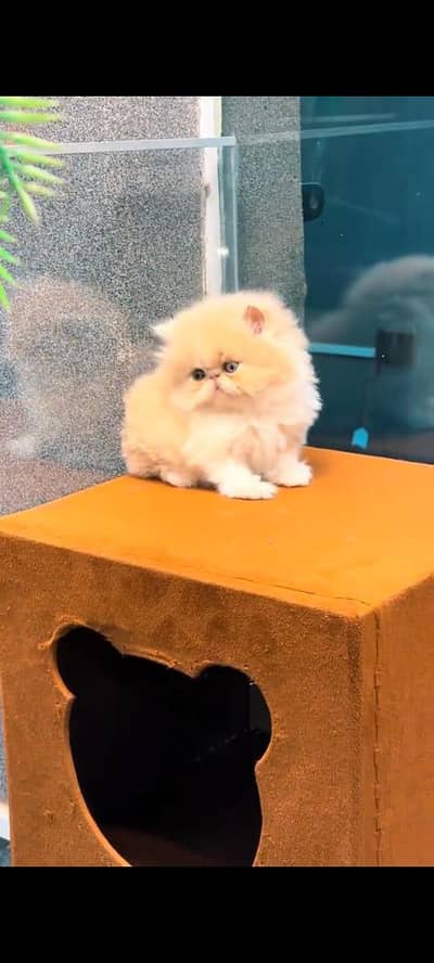 pure persian cats vaccinated triple coated WhatsApp 03316360929