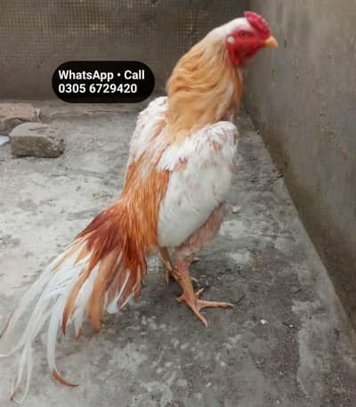 Aseel Murga For Sale